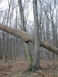 Tree wedged between another tree. Photo by Daniel Chazin.